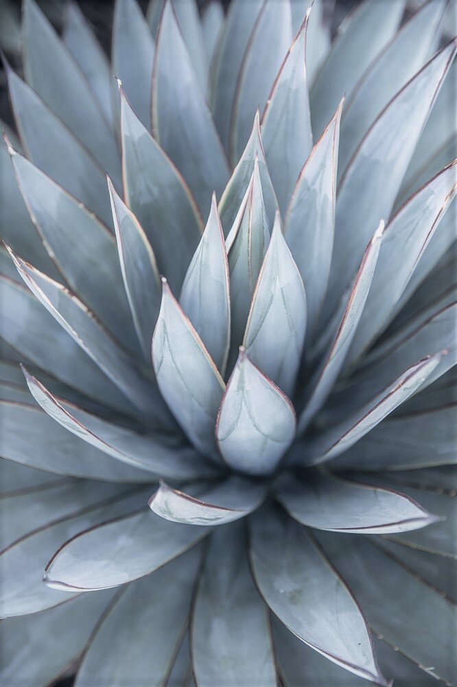 nahaufnahme einer blauen agave und ihren blattspitzen