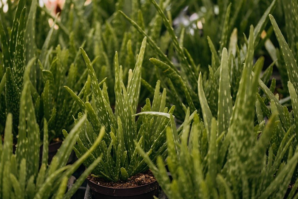 mehrere grüne aloe vera in töpfen als zimmerpflanze