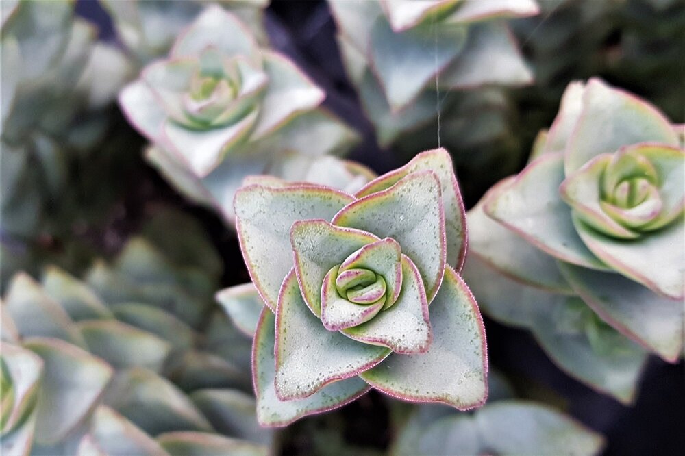 Crassula giant dickblatt nahaufnahe von oben türkise sukkulente mit rotem rand