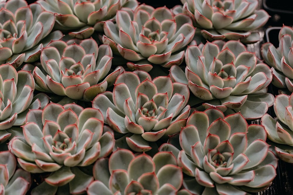 Echeveria Hercules, rosettenförmige sukkulente türkis mit pink-rötlichem rand