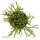 Rhipsalis clavata - 6cm
