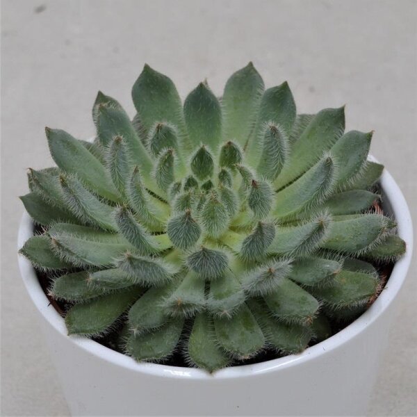 Echeveria setosa var. deminuta - 12cm