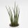 Sansevieria Fernwood Mikado - 6cm