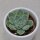 Echeveria albicans - 6cm
