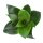 Sansevieria trifasciata Black Jade - 6cm