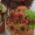 Sempervivum Mix 3 Stück
