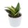 Sansevieria trifasciata Honey Boney - 6cm