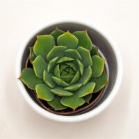 Echeveria Ramilette - 5,5cm