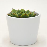 Echeveria Ramilette - 5,5cm