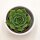 Echeveria Ramilette - 5,5cm