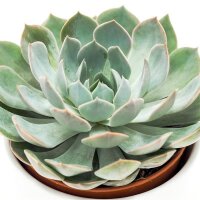 Echeveria Grande Cinza - 12cm