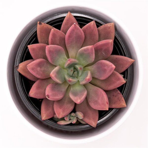 x Graptoveria Pink Donna - 13cm