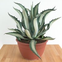 Agave americana f. medio-picta alba - 30cm