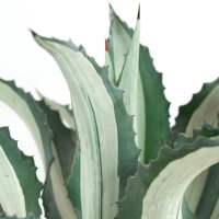 Agave americana f. medio-picta alba - 30cm