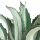 Agave americana f. medio-picta alba - 30cm
