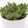 Cotyledon tomentosa - 8,5cm