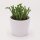 Crassula lycopodioides - 5,5cm