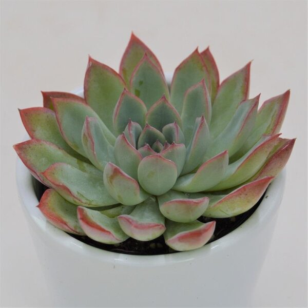 Echeveria Apus - 6cm