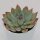 Echeveria Apus - 6cm