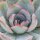 Echeveria Apus - 6cm