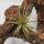Tillandsia brachycaulos var. multiflora