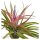 Tillandsia brachycaulos var. multiflora