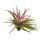 Tillandsia brachycaulos var. multiflora