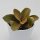 Kalanchoe orgyalis - 8,5cm