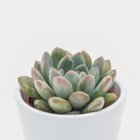 x Pachyveria Aurora - 6cm