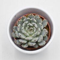 Echeveria cuspidata var. gemmula - 5,5cm