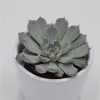 Echeveria cuspidata var. gemmula - 5,5cm