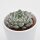 Echeveria cuspidata var. gemmula - 5,5cm