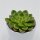 Echeveria x Cremnophila (Cremneria) Chubbs - 8,5cm