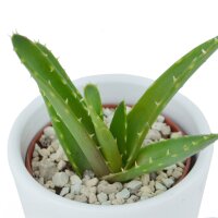 Aloha Aloe, 3 Stück