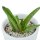 Aloha Aloe, 3 Stück