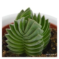 Ciao Crassula, 3 Stück