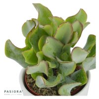 Ciao Crassula, 3 Stück