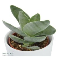 Ciao Crassula, 3 Stück