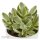 Ciao Crassula, 3 Stück