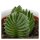 Ciao Crassula, 3 Stück