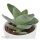 Ciao Crassula, 3 Stück