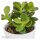 Ciao Crassula, 3 Stück
