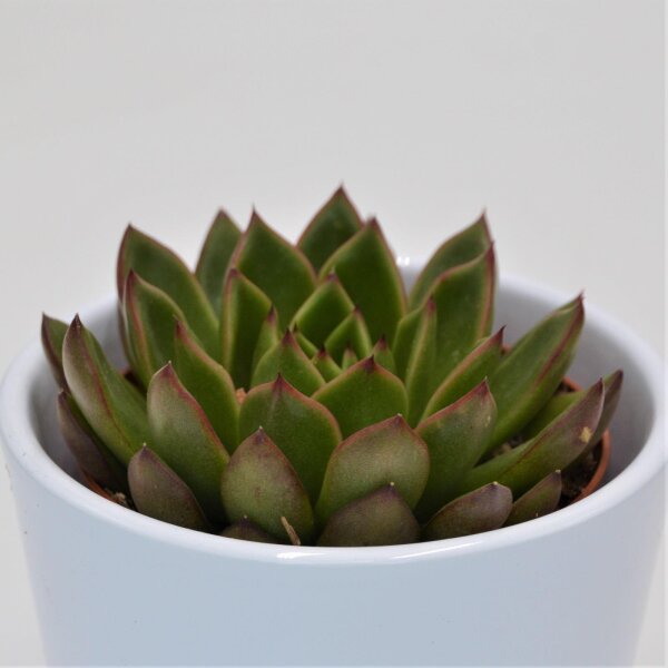 Echeveria Red Tip - 8,5cm