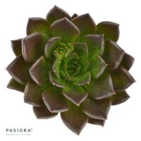 Enchanté Echeveria, 3 Stück