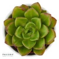 Enchanté Echeveria, 3 Stück