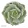 Enchanté Echeveria, 3 Stück