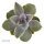 Enchanté Echeveria, 3 Stück