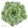 Enchanté Echeveria, 3 Stück
