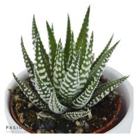 Hei Haworthia, 3 Stück