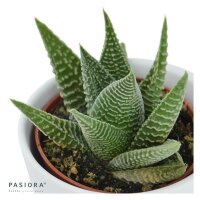 Hei Haworthia, 3 Stück
